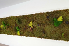 Moosbild-Natur-240x47-cm