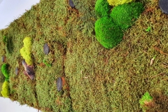 Moosbild-Natur