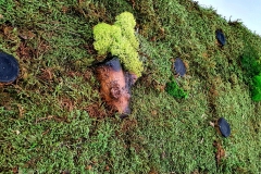 Moosbild-groß